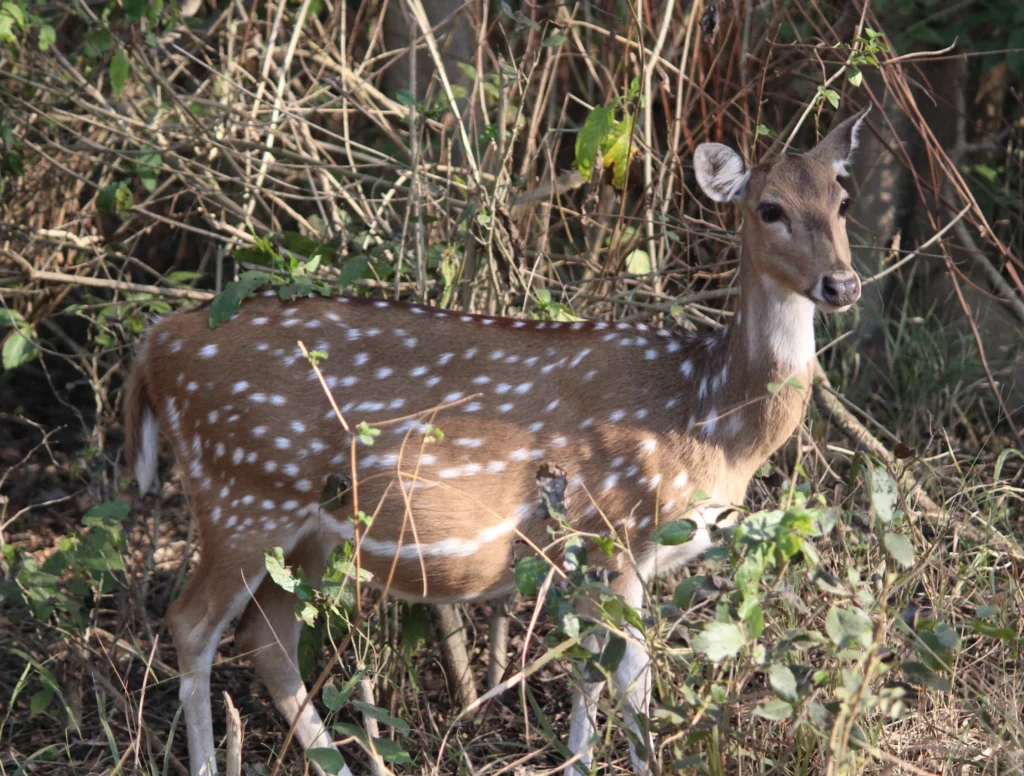 Malsi Deer Park
