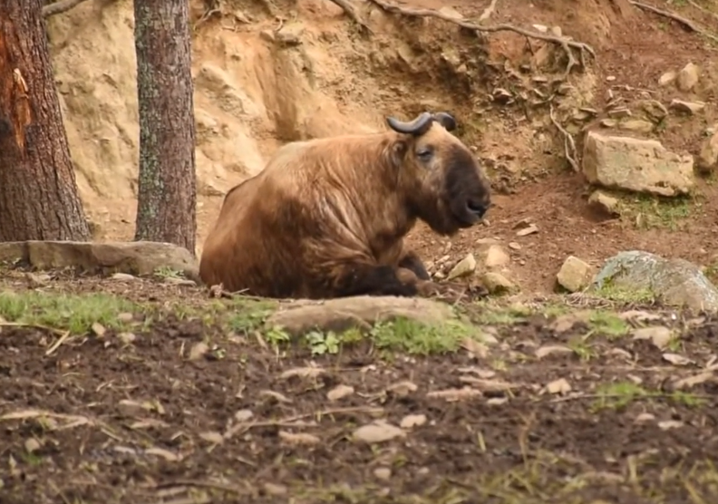 Motithang Takin reserve