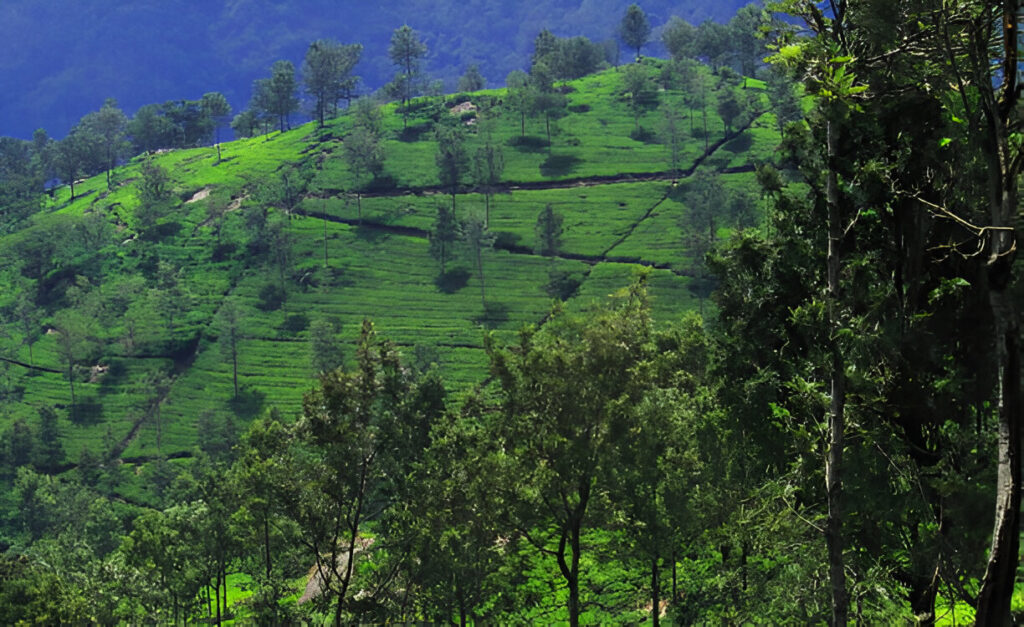 Coonoor, Tamil Nadu – The Tranquil Twin of Ooty