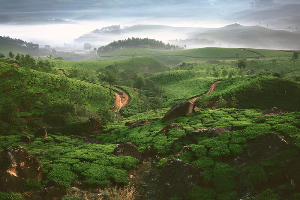 Munnar, Kerala – Tea Gardens and Misty Hills