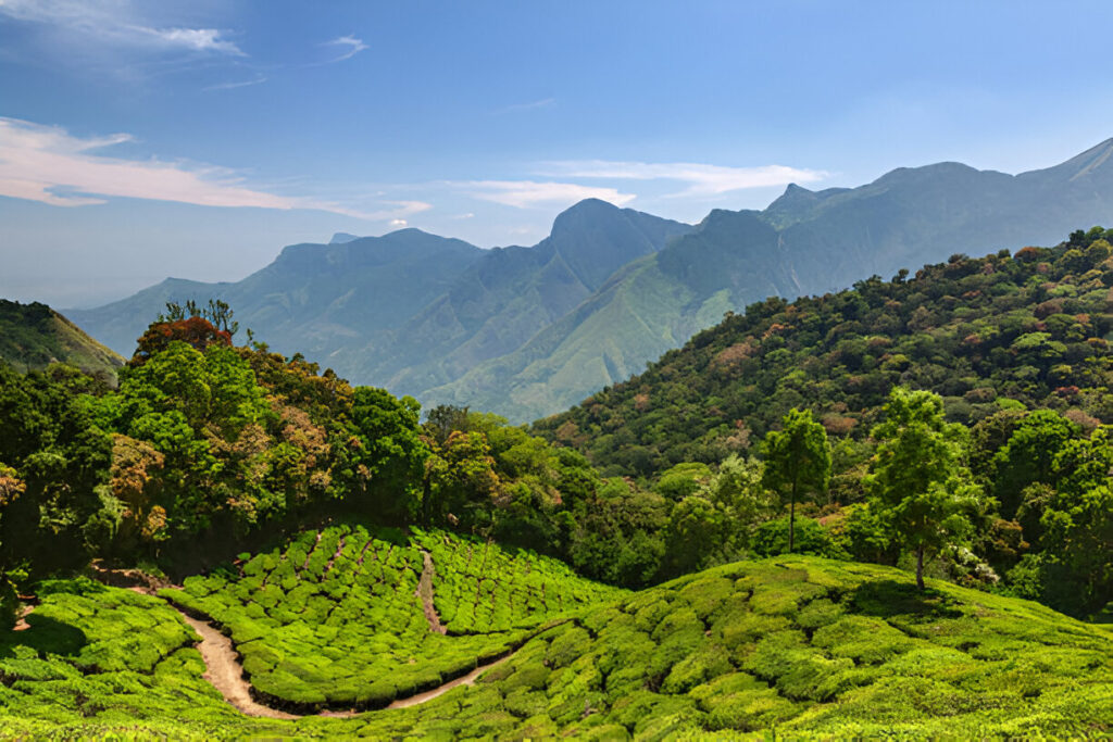 Munnar, Kerala – The Switzerland of South India