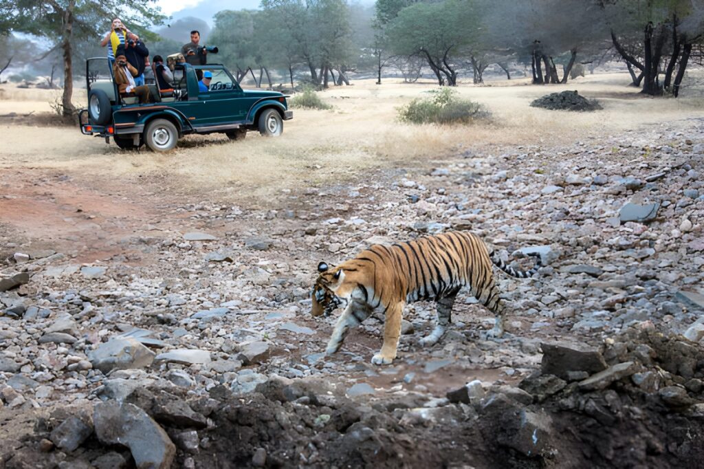 Ranthambore National Park, Rajasthan – Tiger Spotting