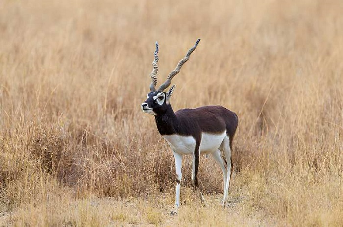 Blackbuck National Park (Velavadar)