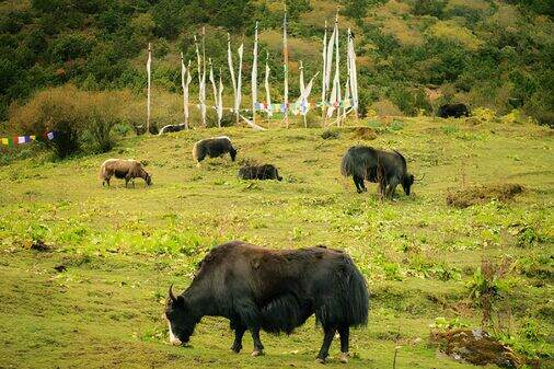 Bumdeling Wildlife Sanctuary: Eastern Bhutan’s Wilderness