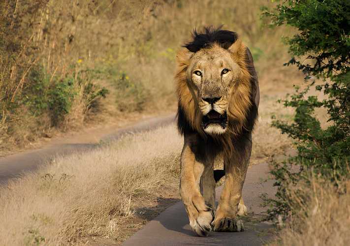 Gir National Park (Sasan Gir) 