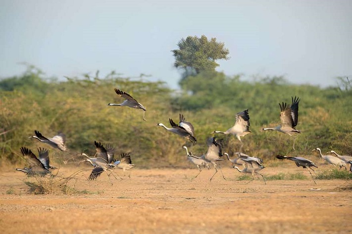 Kutch Wildlife Sanctuary   