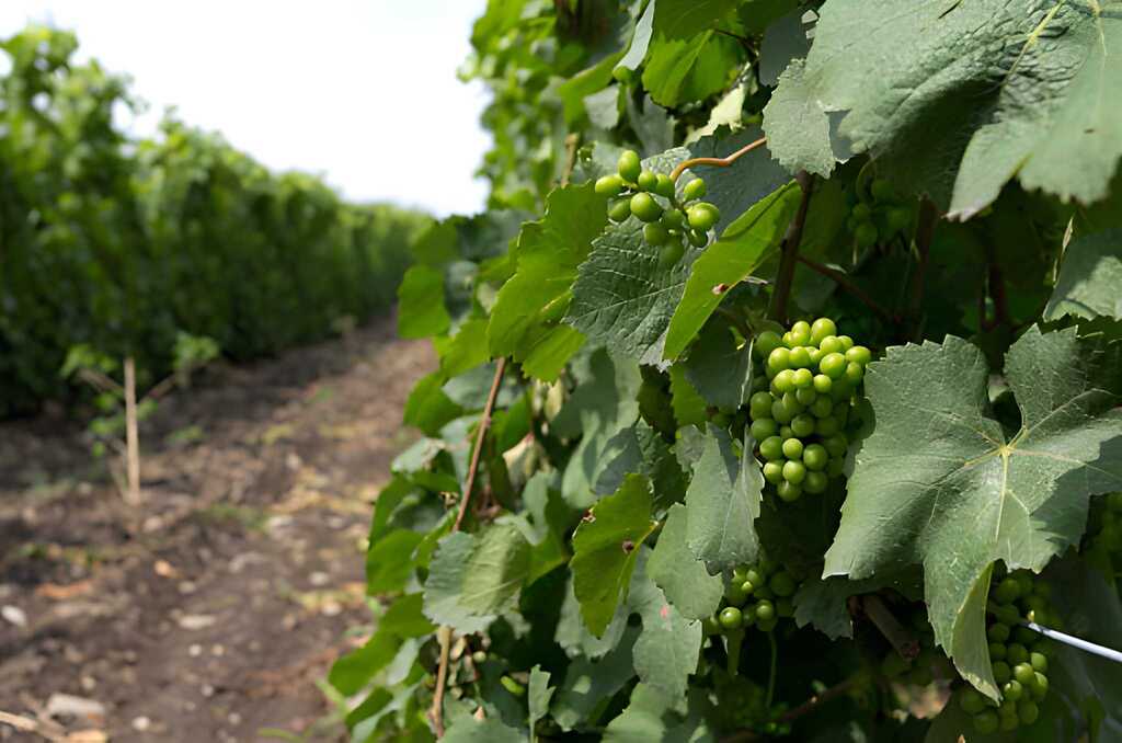 Prince Edward County, Canada: Boutique Vineyards & Countryside Retreats