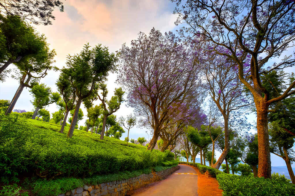 Coonoor, Tamil Nadu
