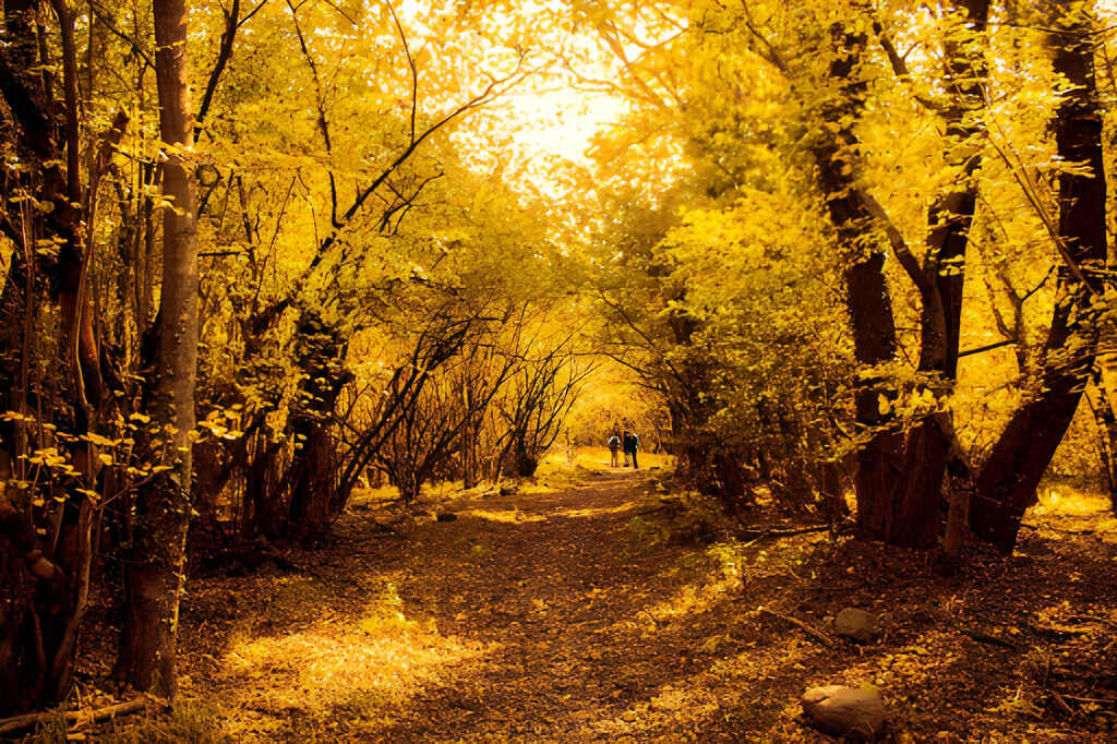 Dachigam National Park