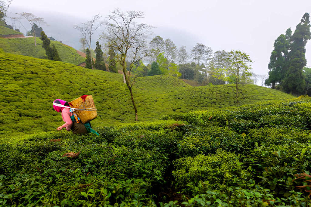 Darjeeling, West Bengal