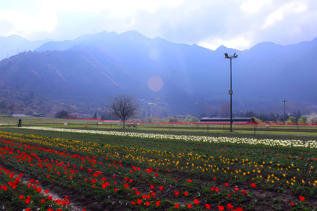 Indira Gandhi Memorial Tulip Garden