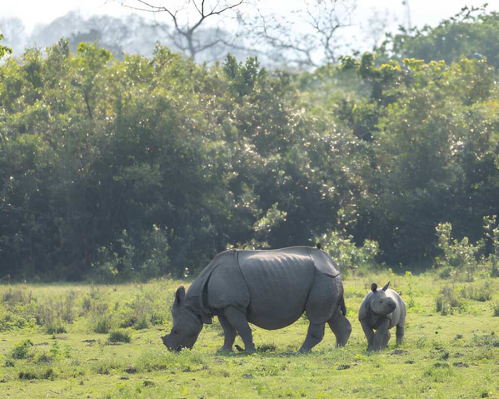 Kaziranga, Assam