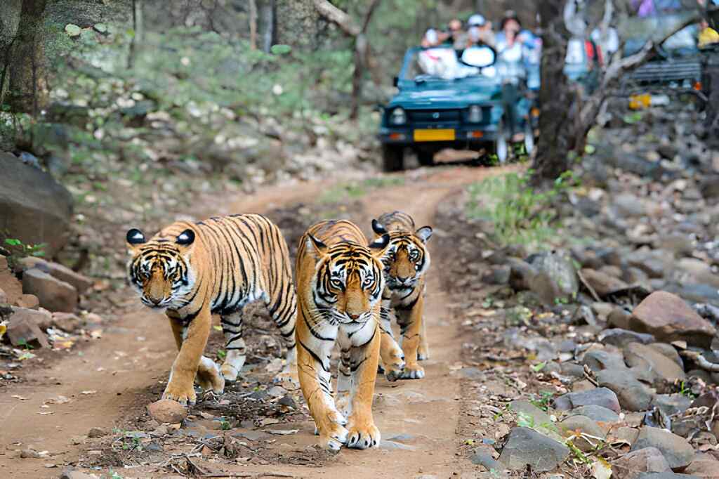 Ranthambore, Rajasthan